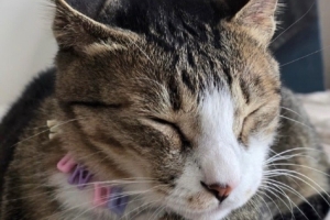 不搞张自拍？Peanut评论Viper的ins：只传蒙多的照片有点可惜捏